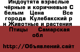 Индоутята взраслые чёрные и коричневые С белым › Цена ­ 450 - Все города, Кулебакский р-н Животные и растения » Птицы   . Самарская обл.